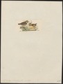 Lophophaps plumifera - 1820-1860 - Print - Iconographia Zoologica - Special Collections University of Amsterdam - UBA01 IZ15600287.tif