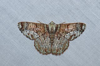 <i>Lophophelma erionoma</i> Species of moth