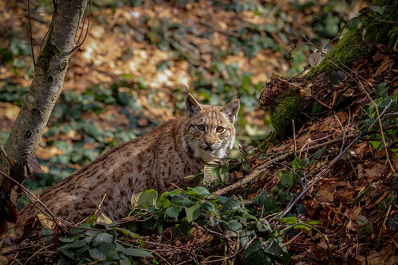 File:Luchs im Nationalpark Bayerischer Wald 7.jpg