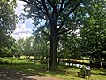 Peace oak and a small memorial stone for those who fell in the Franco-German War