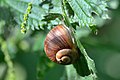 Lumaca (Helix pomatia) - Roman snail, Gerenzano, Italia, 09.2018 (2).jpg