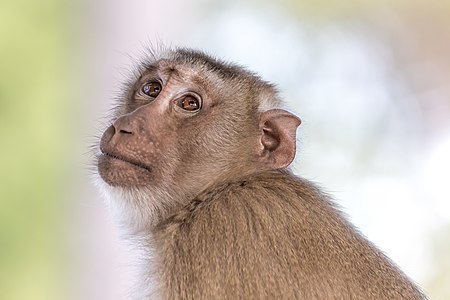 Macaca fascicularis looking up to the sky - side view and contre-jour portrait with smooth bokeh
