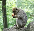 * Nomination Barbary Ape ( Macaca sylvanus ) at Monkey Mountain in Kintzheim (Bas-Rhin, France). --Gzen92 07:11, 6 September 2021 (UTC) * Promotion  Support Good quality. --Steindy 09:01, 6 September 2021 (UTC)