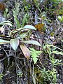 麦克法兰猪笼草与岔刺猪笼草的自然杂交种