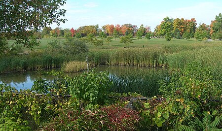 Macoun Marsh Image 