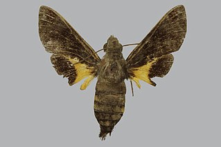<i>Macroglossum castaneum</i> Species of moth