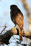 Madagaskarsperwer (Accipiter madagascariensis)