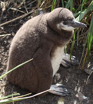 Magellanic Penguin