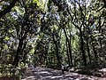 * Nomination The main pathway in the garden at Meiji Shrine. --Grendelkhan 07:06, 9 June 2018 (UTC) * Decline  Oppose Diffucult photo but too much area s overexposed + some other underexposed, not very sharp, some purple fringes too --Christian Ferrer 14:28, 16 June 2018 (UTC)