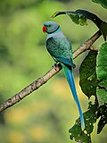 Thumbnail for Blue-winged parakeet