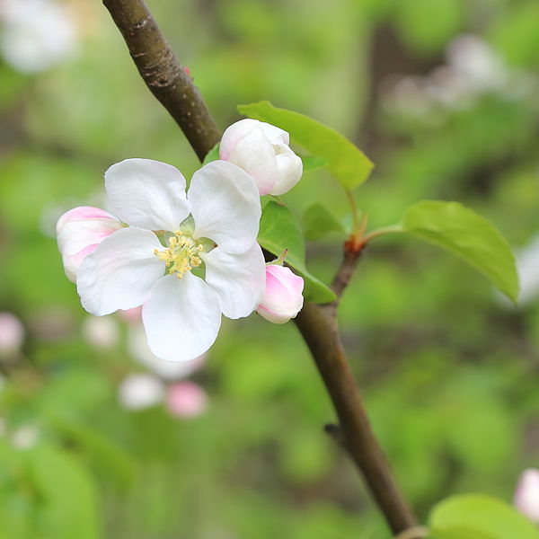 File:Malus toringo-IMG 6713.JPG