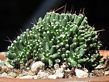 Mammillaria painteri