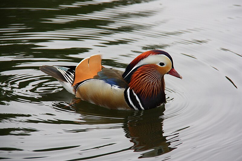 File:Mandarin-Duck-2009.jpg