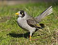 Image 26 Noisy miner Photograph: JJ Harrison The noisy miner (Manorina melanocephala) is a bird in the honeyeater family endemic to eastern and south-eastern Australia and feeds mostly nectar, fruit and insects. This highly vocal species has a large range of songs, calls, scoldings and alarms, lives in large groups, and is territorial. Populations have grown in numerous places along this miner's range, and as such there is now an overabundance. More selected pictures