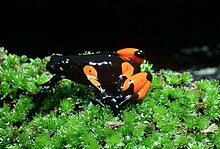 Mantella cowanii02.jpg