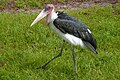 Marabou Stork