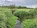 Marais de la Touques, juin 2023.