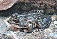 Marsh frog with partially inflated vocal sac MarshFrog-Sac1.jpg