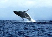 Breaching Humpback Whale Off Beach of Lahaina