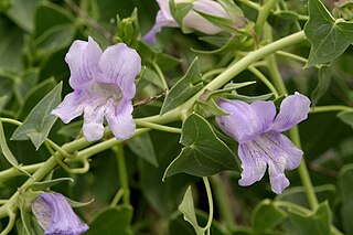 <i>Maurandya wislizeni</i> Species of flowering plant