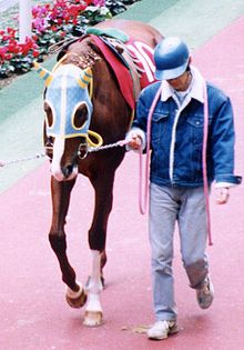 Toeing out causing the horse to wing-in with the front legs. Mayano Topgun 19960309P1.jpg