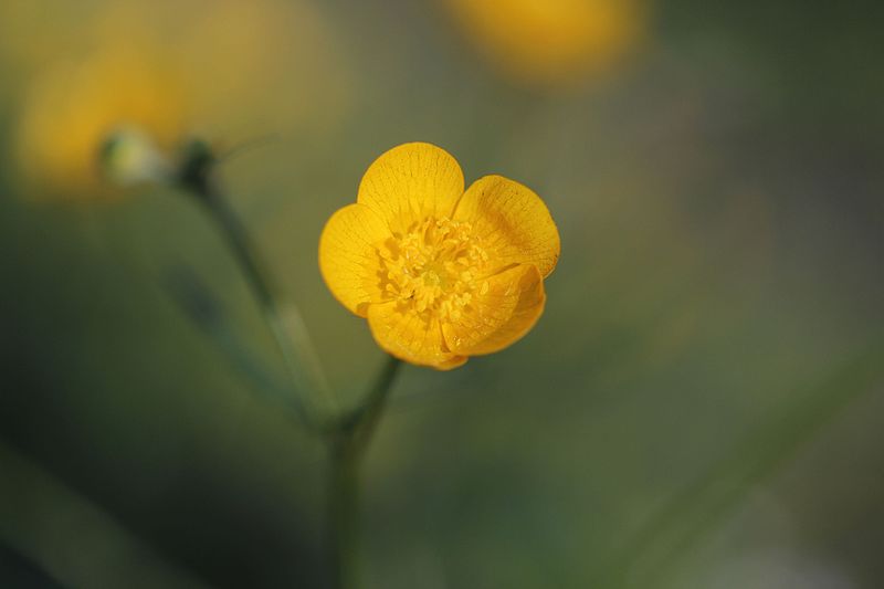 File:Meadow Buttercup - Ranunculus acris (26766297895).jpg