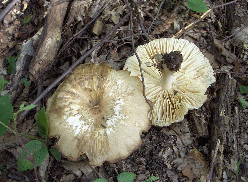 File:Megacollybia platyphylla 22288.jpg