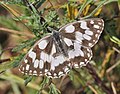 Marbled White (Melanargia galathea) Schachbrett