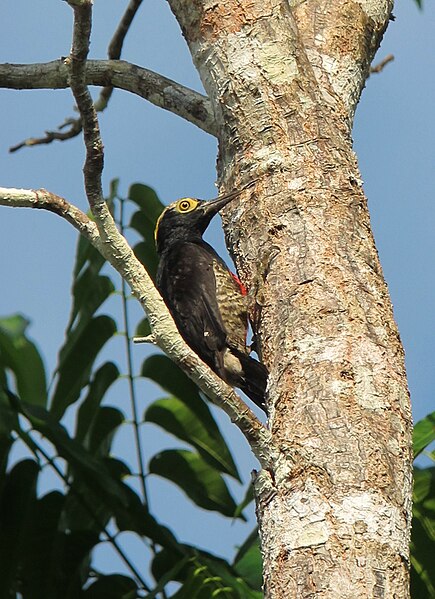 File:Melanerpes cruentatus Carpintero cejón Yellow-tufted Woodpecker (8395208317).jpg
