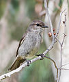 Image 3 Dusky Robin Photo: JJ Harrison The Dusky Robin (Melanodryas vittata) is a small passerine bird native to Tasmania. A member of the Australian Robin family, it is not related to European or American Robins. It is a brown-plumaged bird of open woodland, measuring 16–17 cm (6.3–6.7 in) in length. More selected pictures