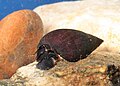 Freshwater Snail