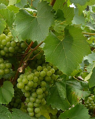 <span class="mw-page-title-main">Melon de Bourgogne</span> Variety of grape