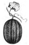 Melon vert à rames Vilmorin-Andrieux 1883.png