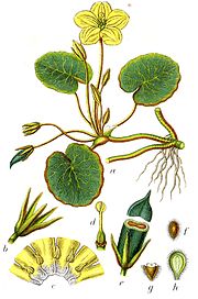 Menyanthaceae sp Sturm5.jpg