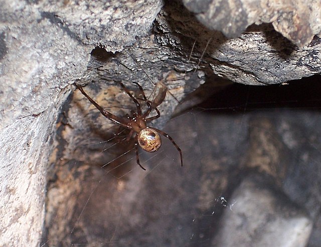 giant cave spider