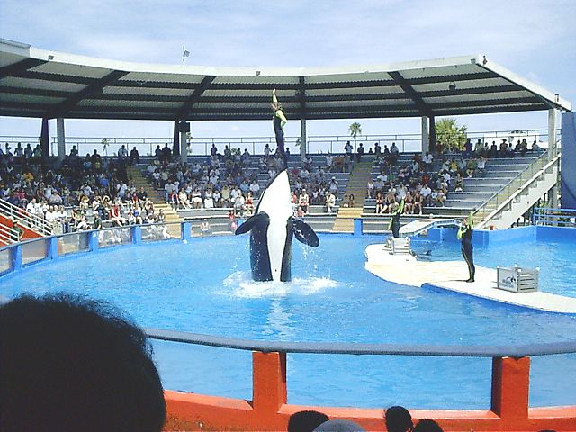 Lolita the Orca performed at Miami Seaquarium for more than 50 years.