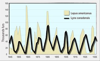 Viivakaavio Hudson's Bay Companylle myytyjen kanadalaisen ilveksen turkisten lukumäärästä pystyakselilla lumikenkien jänisten lukumäärään nähden vaaka-akselilla vuosina 1845-1935