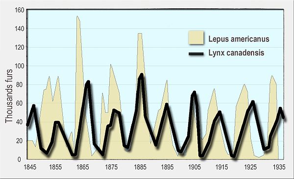 Numbers of snowshoe hare (yellow, background) and Canada lynx (black line, foreground) furs sold to the Hudson's Bay Company. Canada lynxes eat snowsh