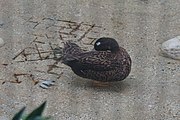 Laysan teal