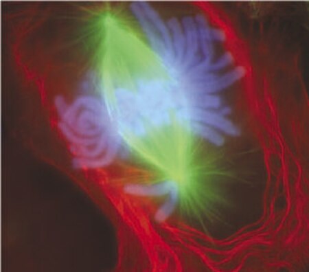 Tập_tin:Mitosis-fluorescent.jpg