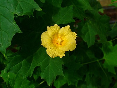 Momordica balsamina Flower