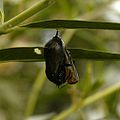 A butterfly hatching from its chrysalis with wet, folded wings