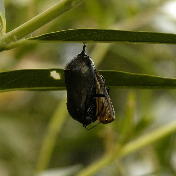 File:Monarch Butterfly Emerging.JPG