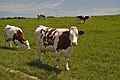 La montbéliarde est une race bovine française.