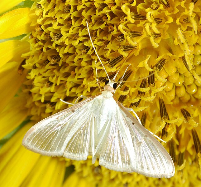 صورة:Moth on Sunflower.jpg