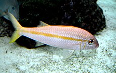 Mulloidichthys martinicus 2.jpg