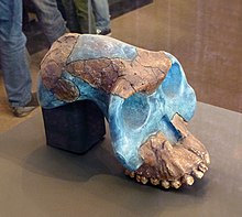 Musée national d'Ethiopie-Australopithecus garhi (2).jpg
