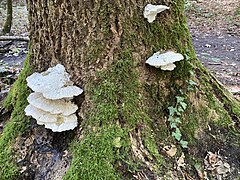 Pilze erfüllen wichtige Funktionen im Wald
