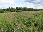 Naturschutzgebiet Mechtenberg (Gelsenkirchen)