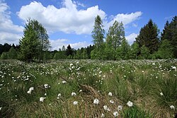 67. Platz: Kora27 mit Fruchtendes Wollgras (Eriophorum sp.) im Naturschutzgebiet „Hermannsdorfer Wiesen“ in Sachsen; aufgenommen auf der rechten Seite Staatsstraße 222 zwischen Geyer und Elterlein.